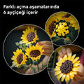 11502 Lego Botanicals Ayçiçeği Buketi 686 parça +18 yaş - görsel 3